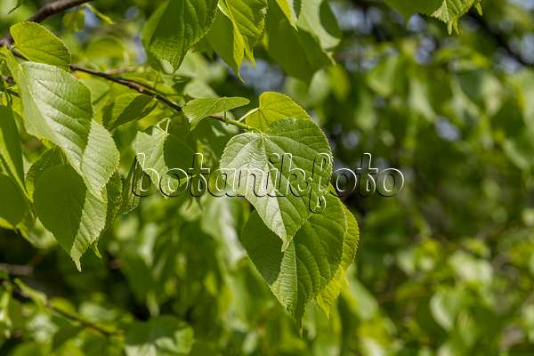 635163 - Small-leaved lime (Tilia cordata)