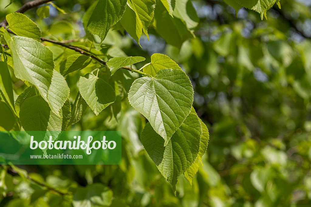 635163 - Small-leaved lime (Tilia cordata)