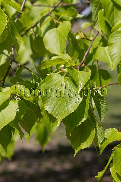 635164 - Small-leaved lime (Tilia cordata)