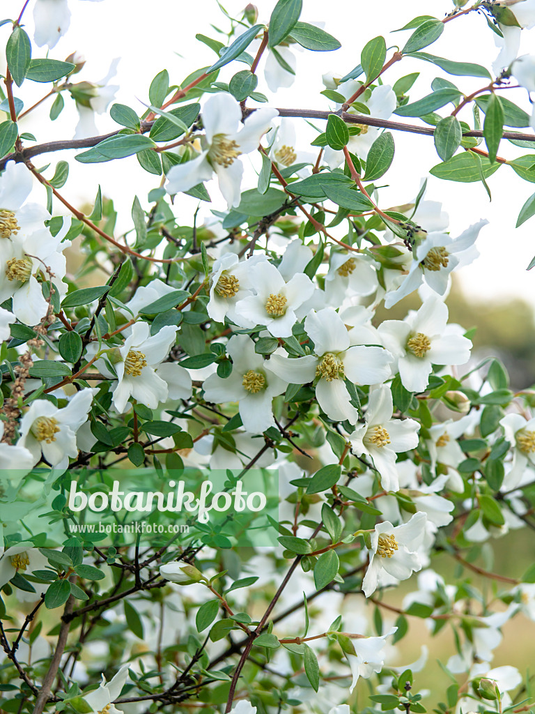 438257 - Small-leaved mock orange (Philadelphus microphyllus)