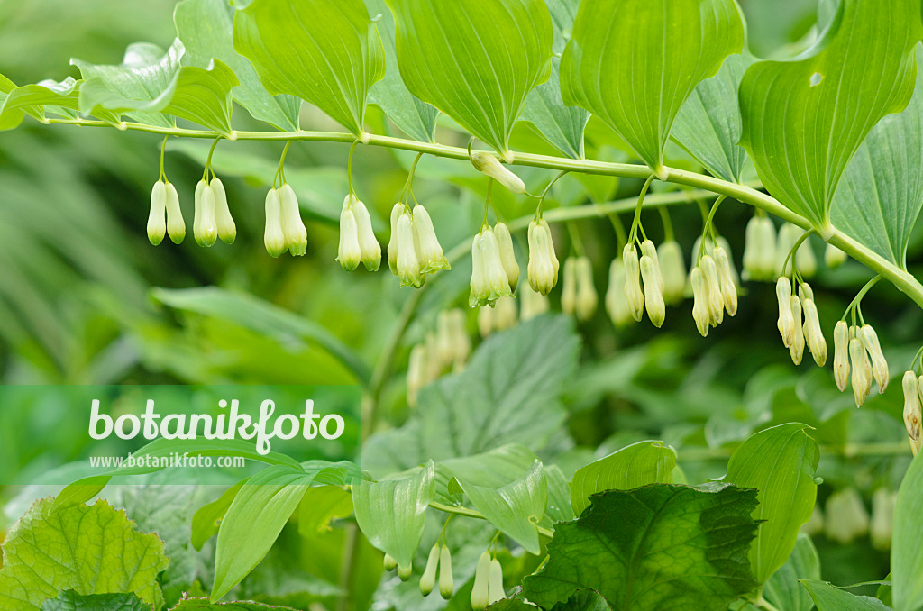 533409 - Smooth Solomon's seal (Polygonatum biflorum syn. Polygonatum giganteum)