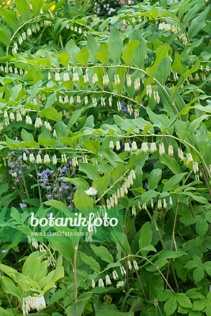 556138 - Smooth Solomon's seal (Polygonatum biflorum syn. Polygonatum giganteum)