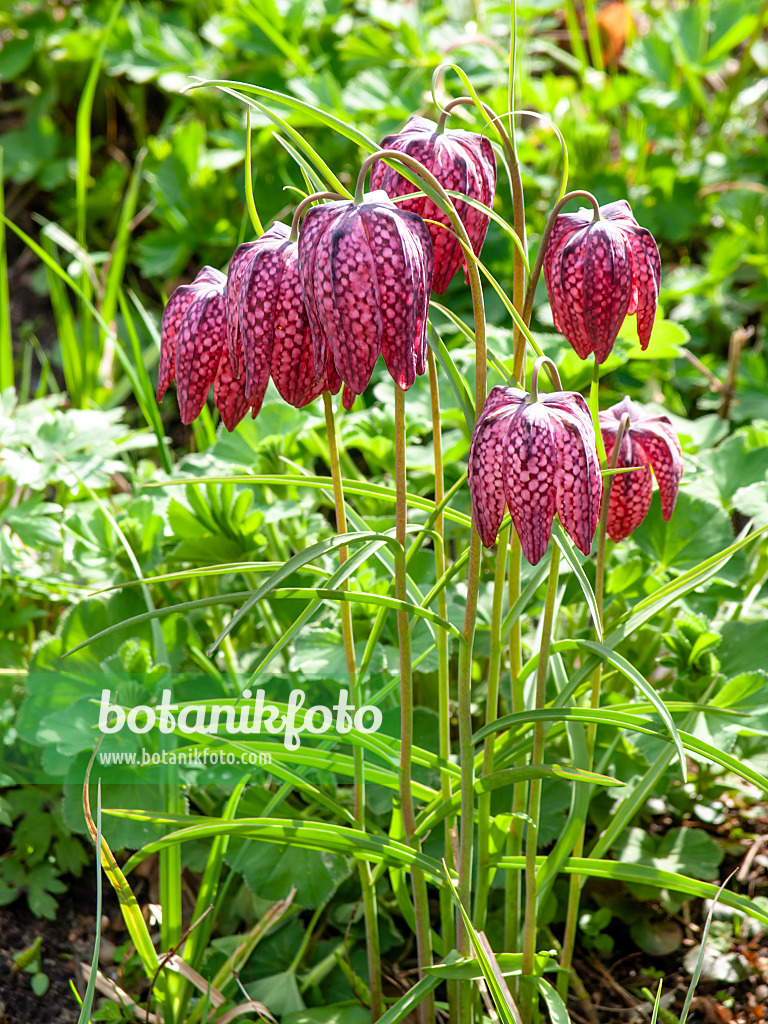 436260 - Snake's head (Fritillaria meleagris)