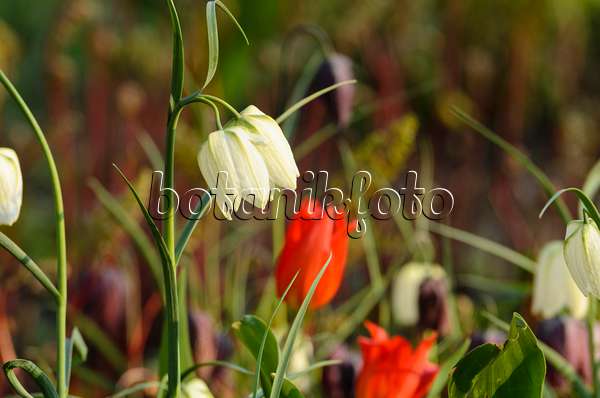 495205 - Snake's head (Fritillaria meleagris 'Alba') and tulips (Tulipa)