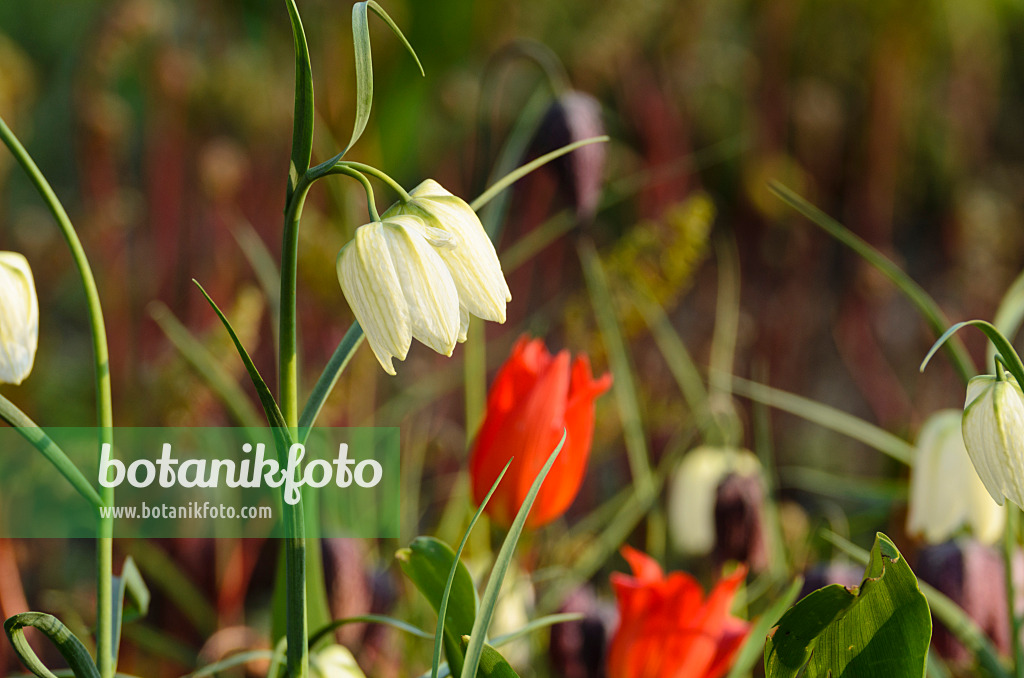 495205 - Snake's head (Fritillaria meleagris 'Alba') and tulips (Tulipa)