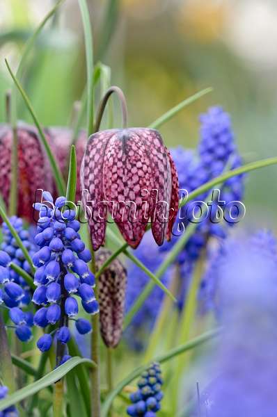 519146 - Snake's head (Fritillaria meleagris) and Armenian grape hyacinth (Muscari armeniacum)