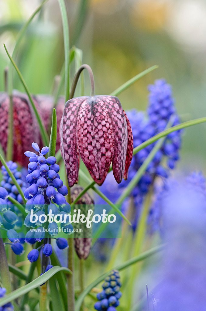 519146 - Snake's head (Fritillaria meleagris) and Armenian grape hyacinth (Muscari armeniacum)