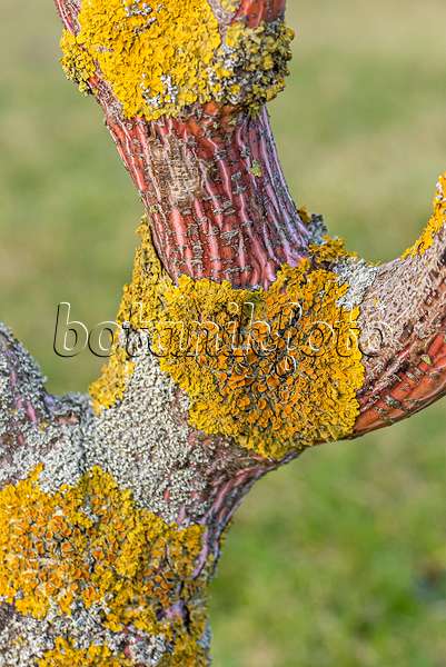 616151 - Snakebark maple (Acer x conspicuum 'Phoenix') and common orange lichen (Xanthoria parietina)