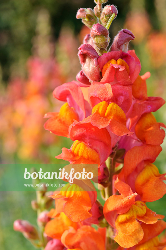 474228 - Snapdragon (Antirrhinum majus)