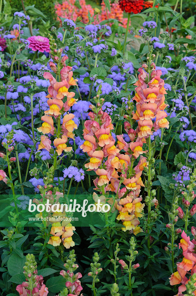 475189 - Snapdragon (Antirrhinum majus) and floss flower (Ageratum houstonianum)