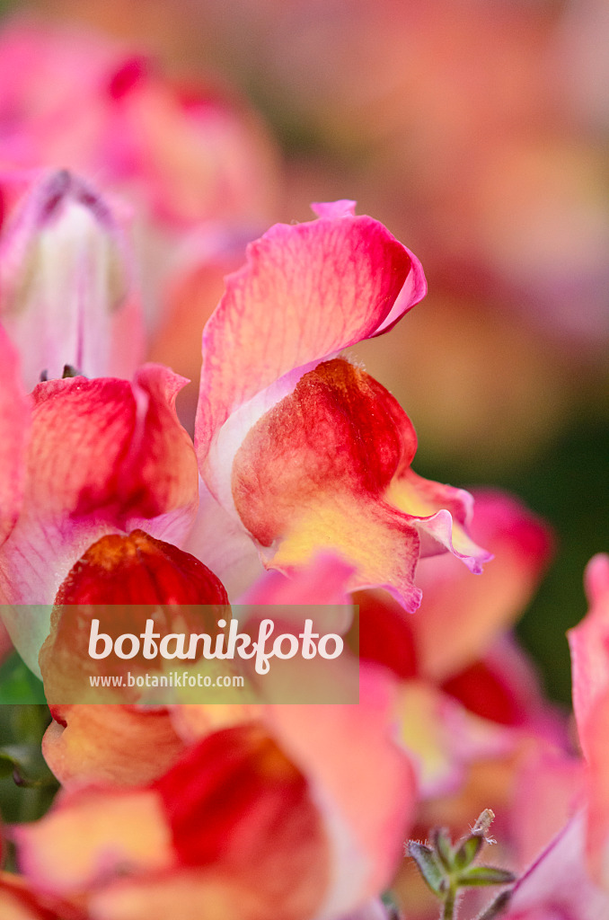 523244 - Snapdragon (Antirrhinum majus 'Montego Sunset')