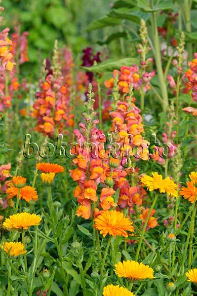 474229 - Snapdragon (Antirrhinum majus) and pot marigold (Calendula officinalis)