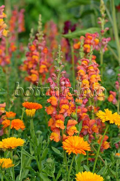 474230 - Snapdragon (Antirrhinum majus) and pot marigold (Calendula officinalis)