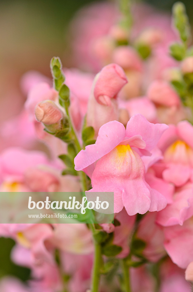 523238 - Snapdragon (Antirrhinum majus 'Sonnet Pink')