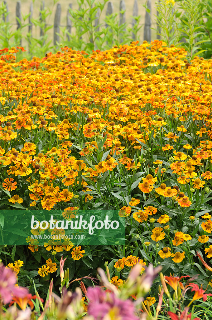 486176 - Sneezeweed (Helenium)