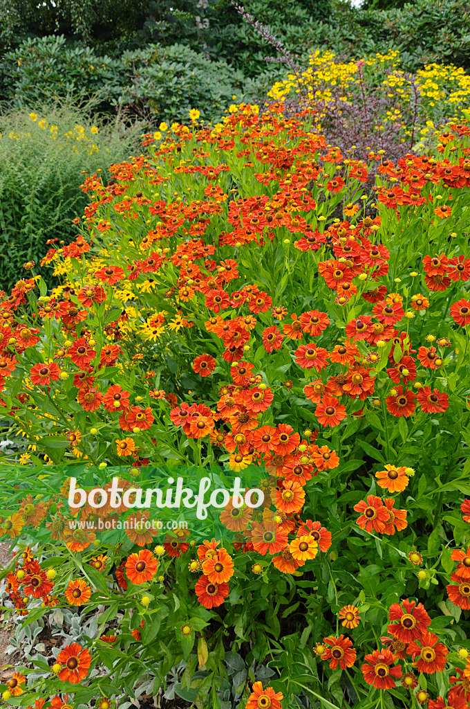 487120 - Sneezeweed (Helenium)