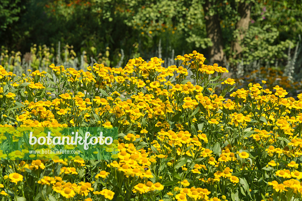 511075 - Sneezeweed (Helenium)