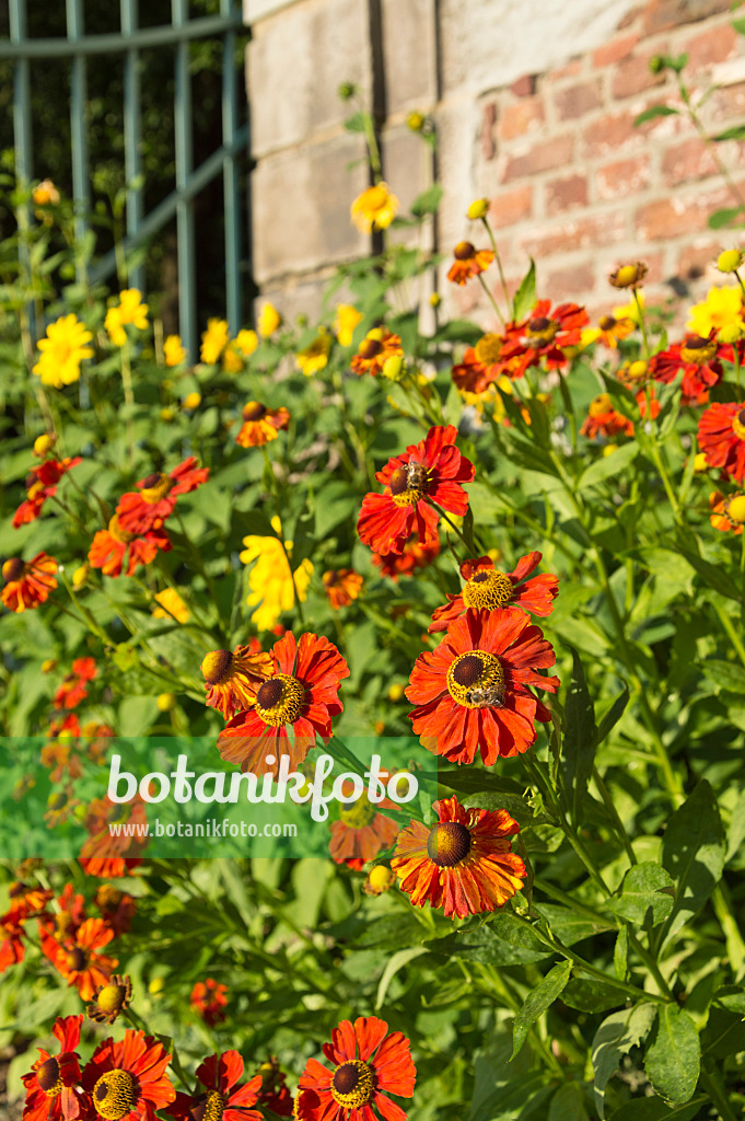 511189 - Sneezeweed (Helenium)