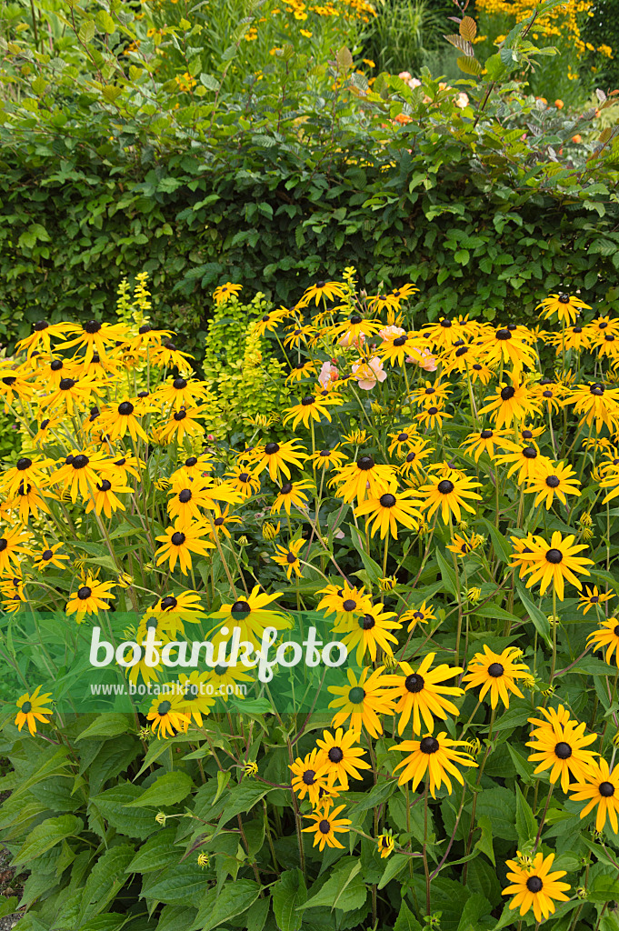 511194 - Sneezeweed (Helenium)