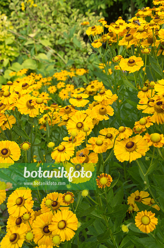 511195 - Sneezeweed (Helenium)