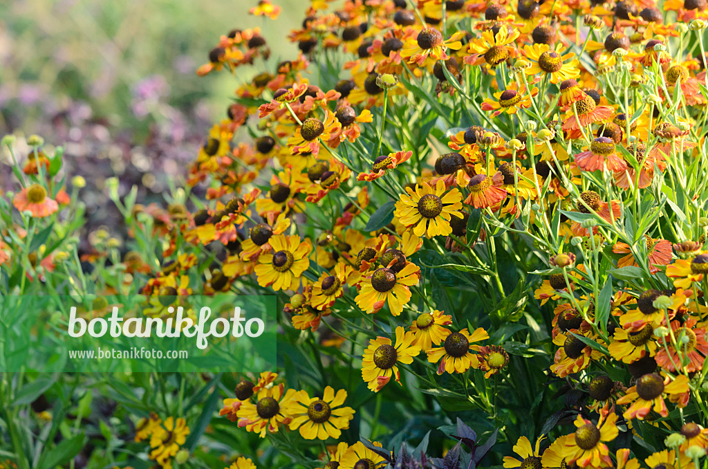 523072 - Sneezeweed (Helenium)