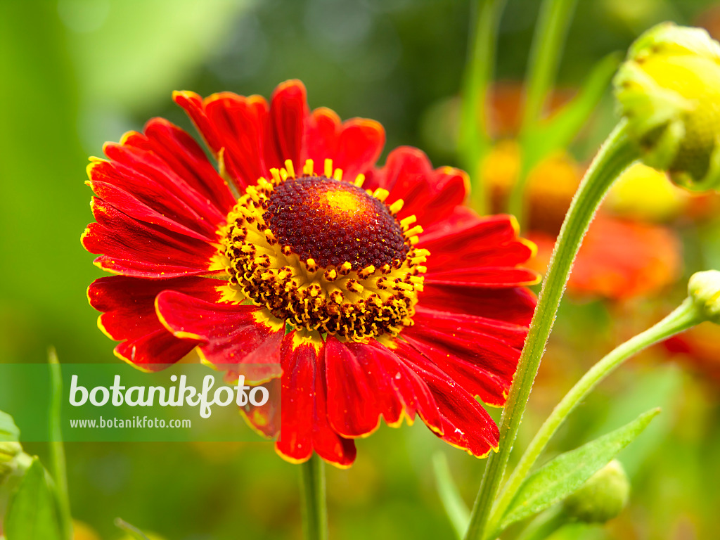 439398 - Sneezeweed (Helenium Königstiger)