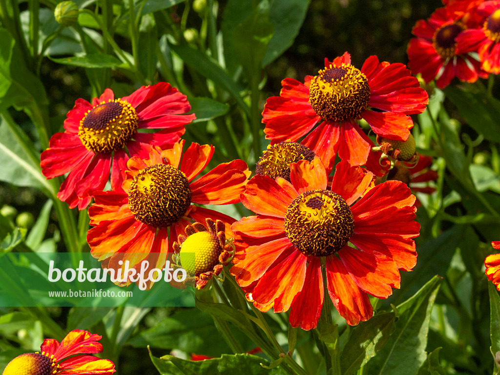 403080 - Sneezeweed (Helenium Kupfersprudel)