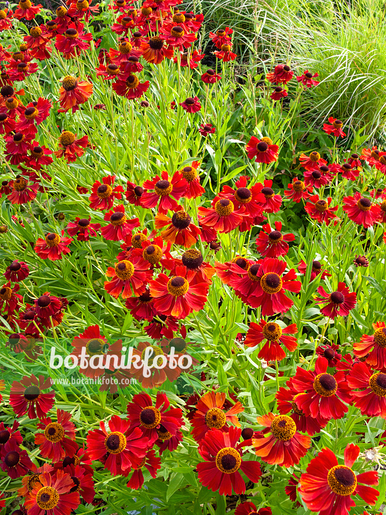 403043 - Sneezeweed (Helenium Moerheim Beauty)