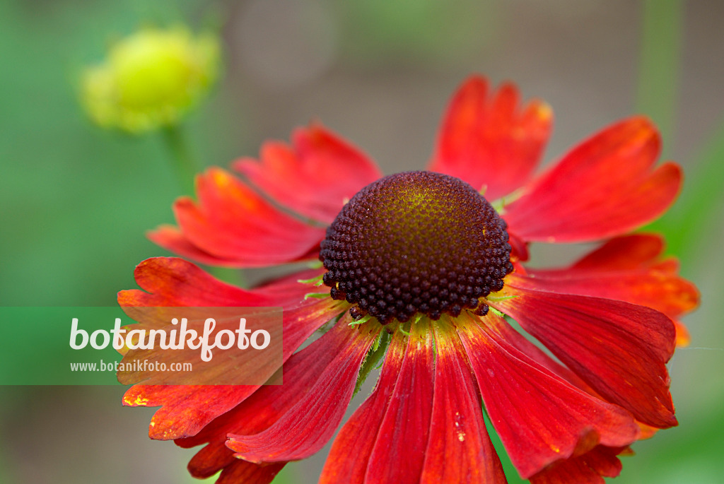 452144 - Sneezeweed (Helenium Moerheim Beauty)