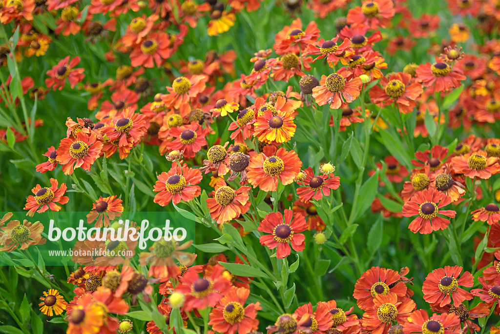 517447 - Sneezeweed (Helenium Rubinkuppel)