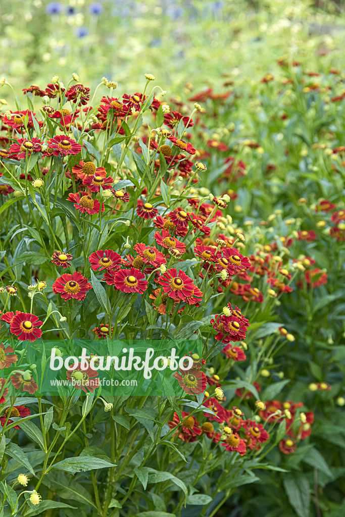 635047 - Sneezeweed (Helenium Rubinzwerg)