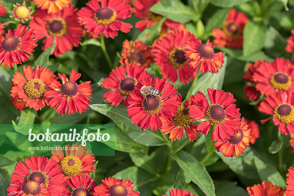 616405 - Sneezeweed (Helenium Ruby Tuesday)