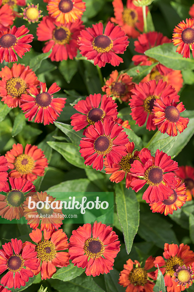 616406 - Sneezeweed (Helenium Ruby Tuesday)