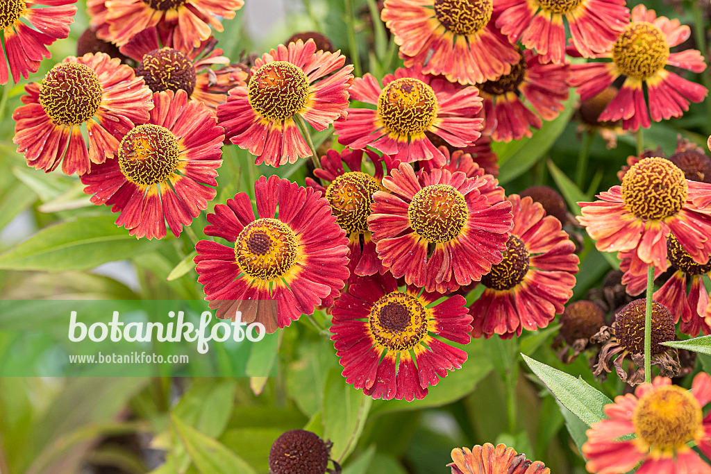 625225 - Sneezeweed (Helenium Salsa)