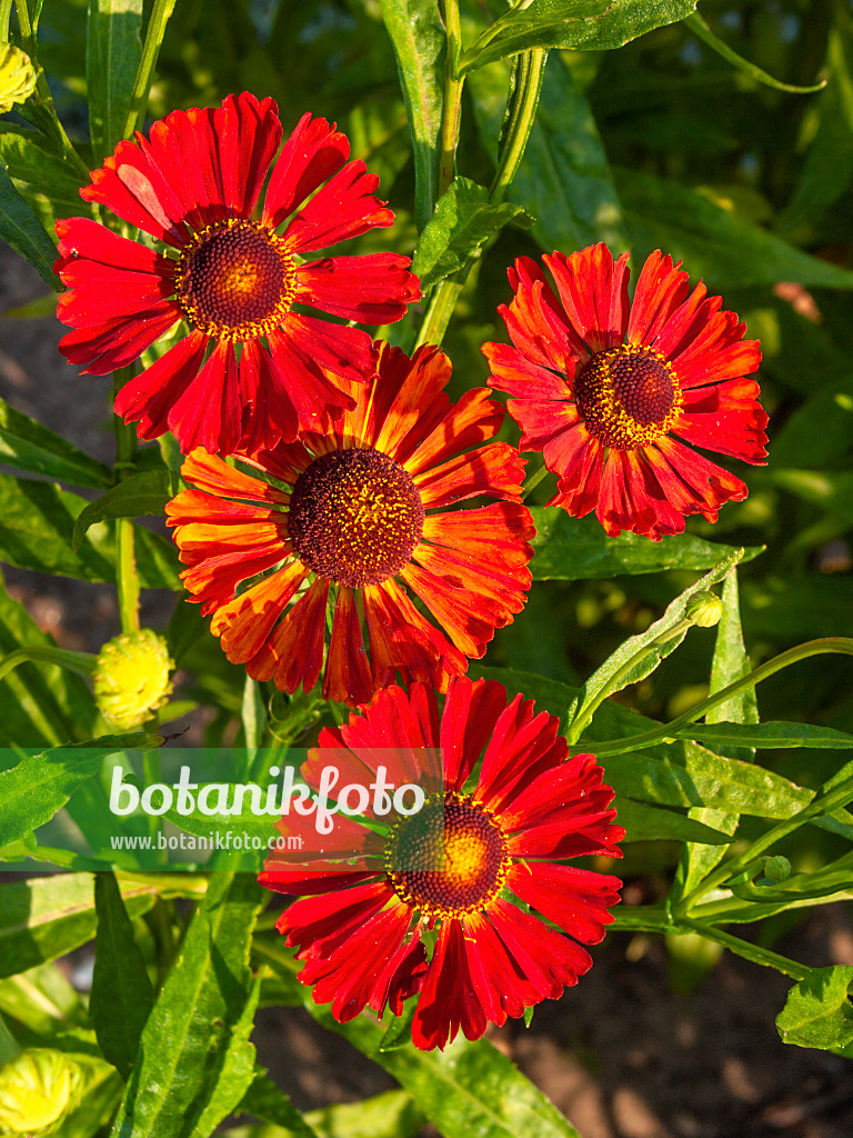 416007 - Sneezeweed (Helenium Waldhorn)