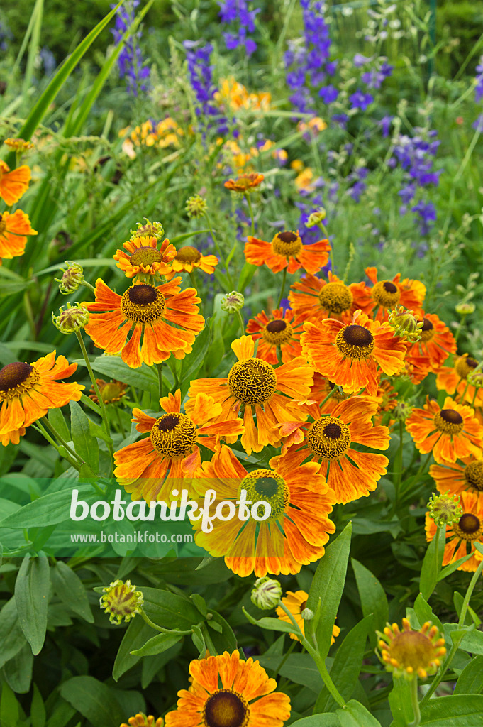 510046 - Sneezeweed (Helenium Waltraut)