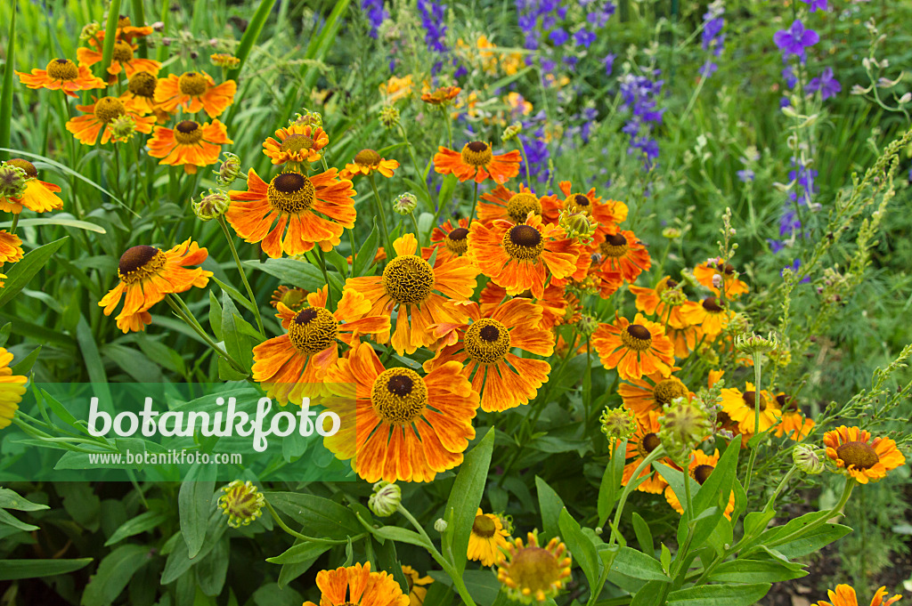 510047 - Sneezeweed (Helenium Waltraut)