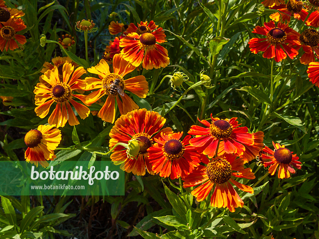 403084 - Sneezeweed (Helenium Wonadonga)