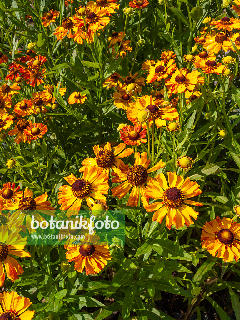 403083 - Sneezeweed (Helenium Zimbelstern)