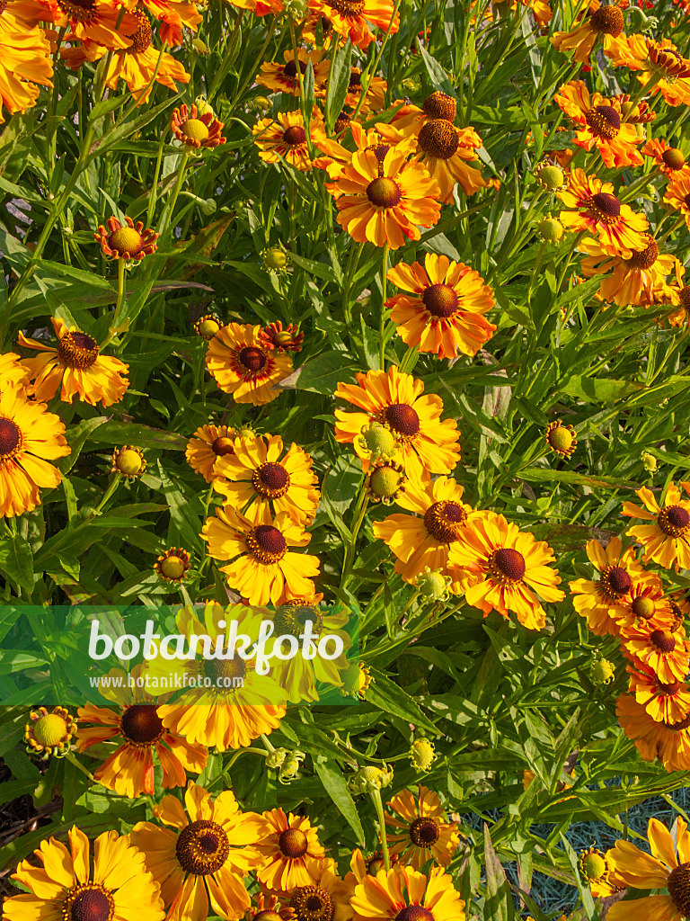 403088 - Sneezeweed (Helenium Zimbelstern)