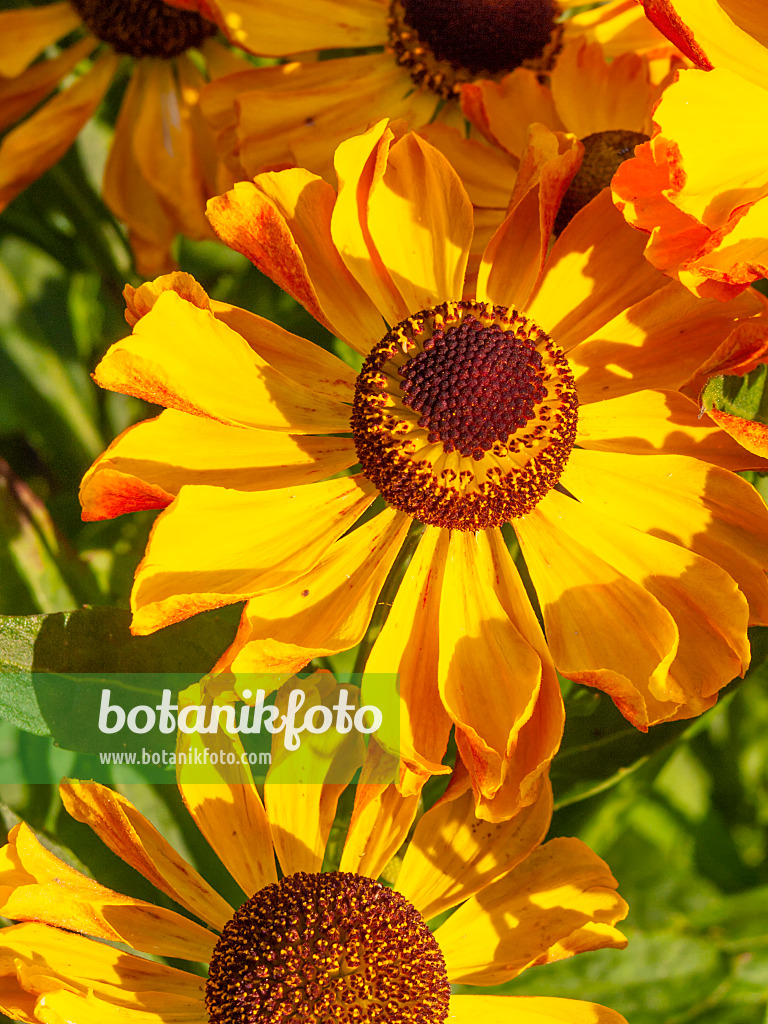 416008 - Sneezeweed (Helenium Zimbelstern)