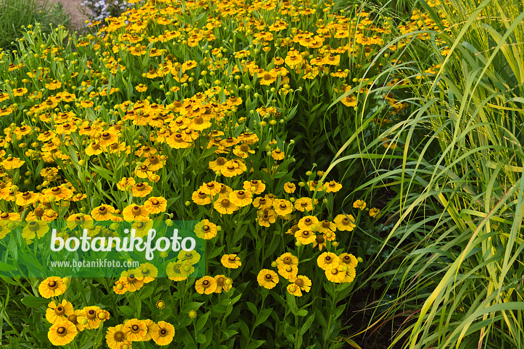 511014 - Sneezeweed (Helenium Zimbelstern)