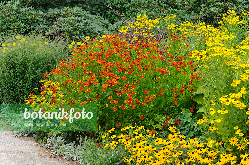 487119 - Sneezeweeds (Helenium) and cone flowers (Rudbeckia)