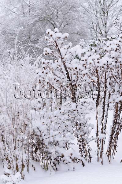491070 - Snow-covered asters (Aster)