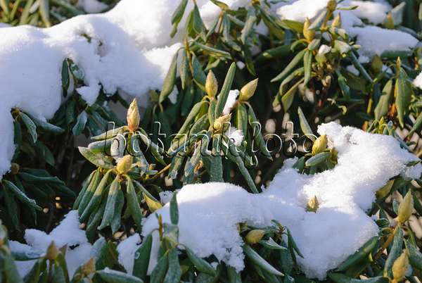 488154 - Snow-covered rhododendron with rolled-up leaves