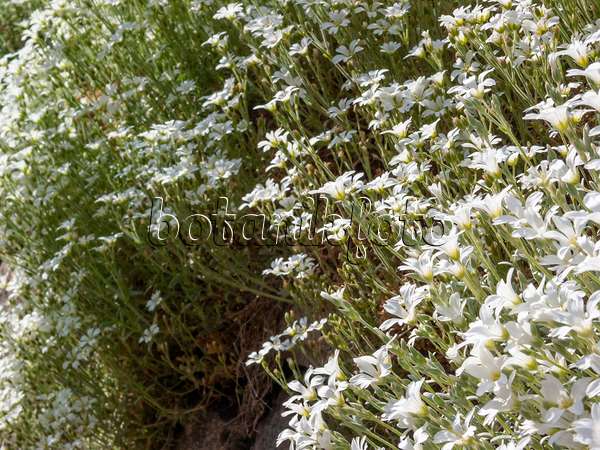 413025 - Snow-in-summer (Cerastium tomentosum)