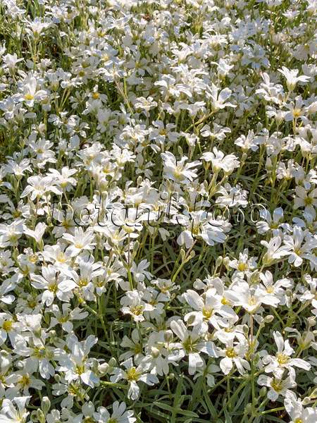 413052 - Snow-in-summer (Cerastium tomentosum)