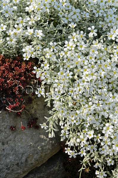 496198 - Snow-in-summer (Cerastium tomentosum)