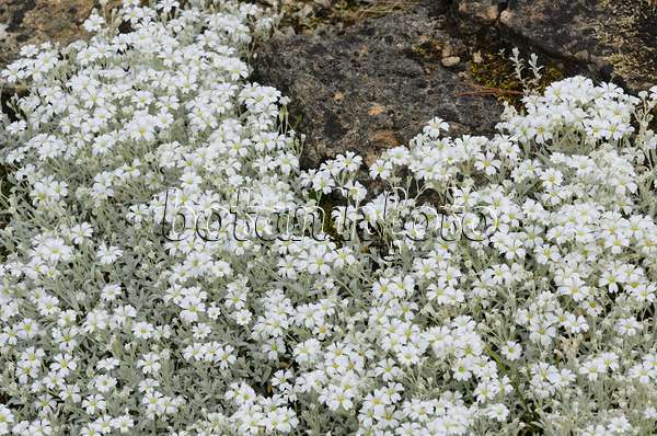 521196 - Snow-in-summer (Cerastium tomentosum)
