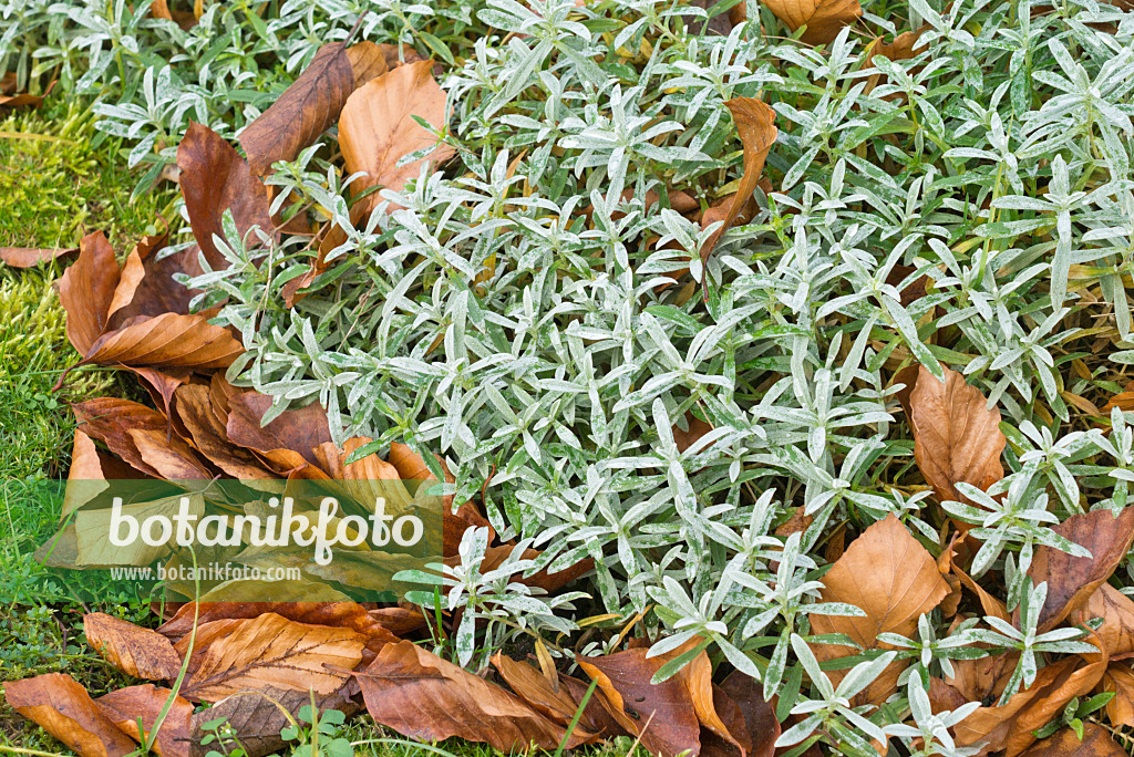 550030 - Snow-in-summer (Cerastium tomentosum)